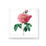 Quadro Decorativo Camélia Rosa - 50x50cm (Moldura em laca branca) - Arte Maníacos - 1