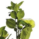 Ver imagem 7 de Planta Artificial Camélia em Cetim Decorativa 88cm