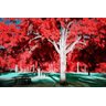 Quadro Decorativo Arvore Parque Floresta Vermelha - 3