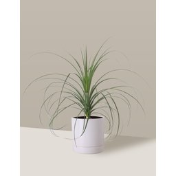 Vaso de Cerâmica com Prato para Plantas Branco Médio - 4