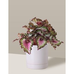Vaso de Cerâmica com Prato para Plantas Branco Médio - 5