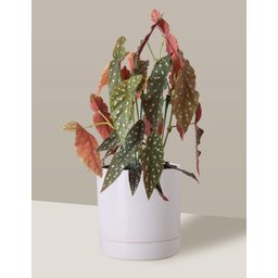 Vaso de Cerâmica com Prato para Plantas Branco Médio - 3