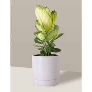 Vaso de Cerâmica com Prato para Plantas Branco Médio