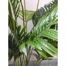 Planta Artificial Permanente Valence Palma Areca 160cm - 6