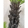 Planta Artificial Permanente Valence Palmeira Xaxim 120cm - 5