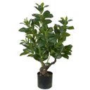 Ver imagem 2 de Árvore Clusia Permanente X175 78cm com Pote Real Toque