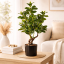 Ver imagem 1 de Árvore Clusia Permanente X175 78cm com Pote Real Toque