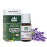 Óleo Essencial de Lavanda Brasil - Lavandula Angustifolia 10 mL - WNF - 1