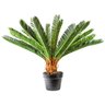 Planta Permanente Sagu De Jardim - 1