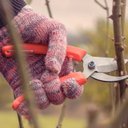 Ver imagem 2 de Conjunto de Tesoura de Poda e Tesoura para Cerca-Viva/Grama Tramontina 2 Peças 78330/625