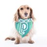 Bandana Pet Palmeiras Retro Licenciada dupla face - Bo.Be Bandana Retro Palmeiras - 2