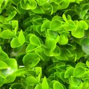 Ver imagem 3 de Kit 2 Placas Verde Jardim Vertical Artificial Muro Inglês 40x60cm