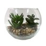 Terrário Vidro com Suculenta Le 9x10cm - 1