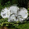Aparelho de Jantar Stoneware Bio Sereno 30 Peças Porto Brasil - 1
