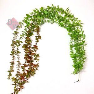 Dischidia Planta Artificial Pendentearranjo Folha Permanente:planta Degradê
