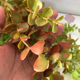 Dischidia Planta Artificial Pendentearranjo Folha Permanente:planta Degradê - 2