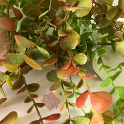 Dischidia Planta Artificial Pendentearranjo Folha Permanente:planta Degradê - 4