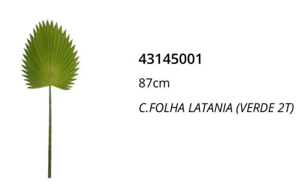 2 HASTES FOLHA LATANIA VERDE 2 TONS (Apenas a Planta) - 2