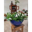 Ver imagem 1 de Vaso Bacia Plantas Flores Jardim Fibra De Vidro 62x30cm Azul