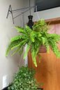 Ver imagem 7 de 2 Suporte a Pendurar Planta Parede Duplo 40cm Forte C/gancho