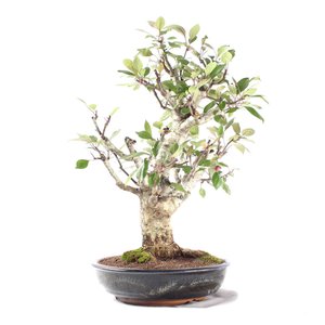 Bonsai Micro Maçã Atrosanguínea 22 Anos