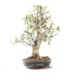 Bonsai Micro Maçã Atrosanguínea 22 Anos - 2
