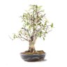 Bonsai Micro Maçã Atrosanguínea 22 Anos - 2