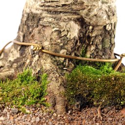 Bonsai Micro Maçã Atrosanguínea 22 Anos - 5