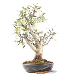 Bonsai Micro Maçã Atrosanguínea 22 Anos - 3