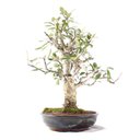 Ver imagem 4 de Bonsai Micro Maçã Atrosanguínea 22 Anos