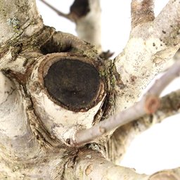 Bonsai Micro Maçã Atrosanguínea 22 Anos - 6