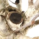 Ver imagem 6 de Bonsai Micro Maçã Atrosanguínea 22 Anos