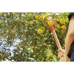 Colhedor de Fruta Apanhador 15cm Metálico Tramontina S/ Cabo - 4