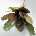 Ver imagem 4 de Kit 6 Pçs Bromélia Elegante Planta Artificial 8 Folhas 21cm