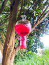 Ver imagem 1 de Bebedouro Vidro Americano Bola Beija Flor 4 Saídas Com Caixa De Néctar