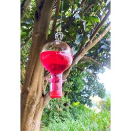 Bebedouro Vidro Americano Bola Beija Flor 4 Saídas Com Caixa De Néctar - 2