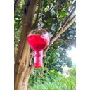 Ver imagem 2 de Bebedouro Vidro Americano Bola Beija Flor 4 Saídas Com Caixa De Néctar