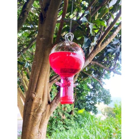 Bebedouro Vidro Americano Bola Beija Flor 4 Saídas Com Caixa De Néctar