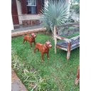 Ver imagem 4 de CACHORRO PITBULL 01UN FERRO FUNDIDO DECORAÇÃO PRONTO ARTES