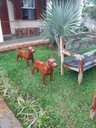 Ver imagem 4 de CACHORRO PITBULL 01UN FERRO FUNDIDO DECORAÇÃO PRONTO ARTES