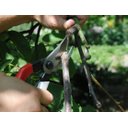 Ver imagem 4 de Tesoura de Poda Okatsune 101/180mm (7-1/4'') C/ 2 Molas M