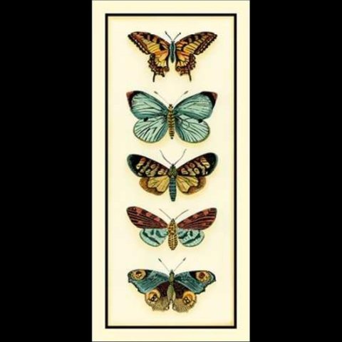 Butterfly Collector Iv Canaleta 38x80cm Preta
