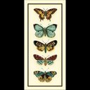 Ver imagem 1 de Butterfly Collector Iv Canaleta 38x80cm Preta