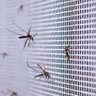 Tela Mosquiteiro 3 Metros Mosquito Inseto Pernilongo Porta Janela Basculante Segurança Proteçao - 3