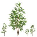 Ver imagem 1 de Planta Artificial Árvore Bambu Bamboo Real Toque 1,20m