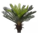 Ver imagem 1 de Planta Árvore Artificial Palmeira Cycas Verde 60cm