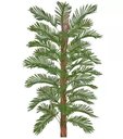 Ver imagem 1 de Planta Árvore Artificial Palmeira Verde 1,8m