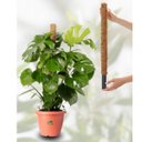 Ver imagem 3 de Tutor Fixo de Fibra de Coco para Plantas (80cm) Top Garden