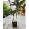 Planta Artificial Dracena Borda Vermelha Árvore com 1.50m - 4