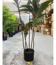 Ver imagem 4 de Planta Artificial Dracena Borda Vermelha Árvore com 1.50m